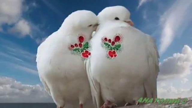 Голуби смотреть онлайн