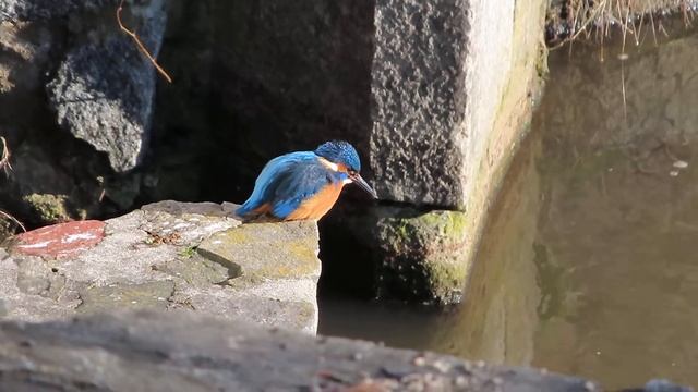 Canon PowerShot - ledňáček смотреть онлайн