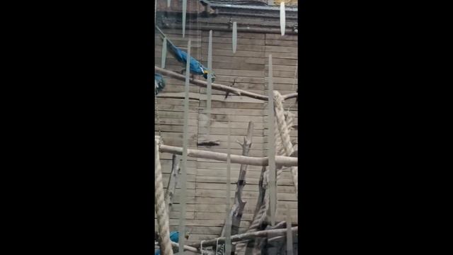 Зоопарк Попугаи смотреть онлайн