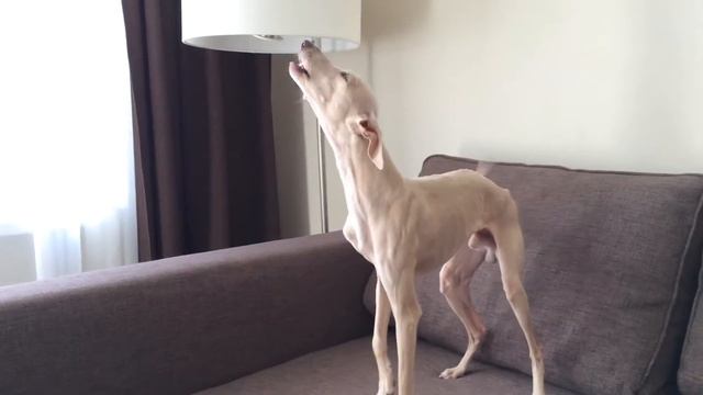 Жора артист смотреть онлайн