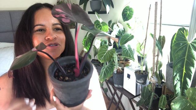 Philodendron Pink Princess | Review Of Gabriella Plants | Rare Houseplant Haul смотреть онлайн