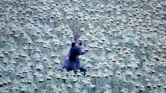 Убежать от медведя смотреть онлайн