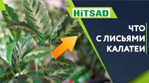 Калатея в Домашних Условиях Скручивание Листьев Калатеи ✔️ Болезни комнатных растений