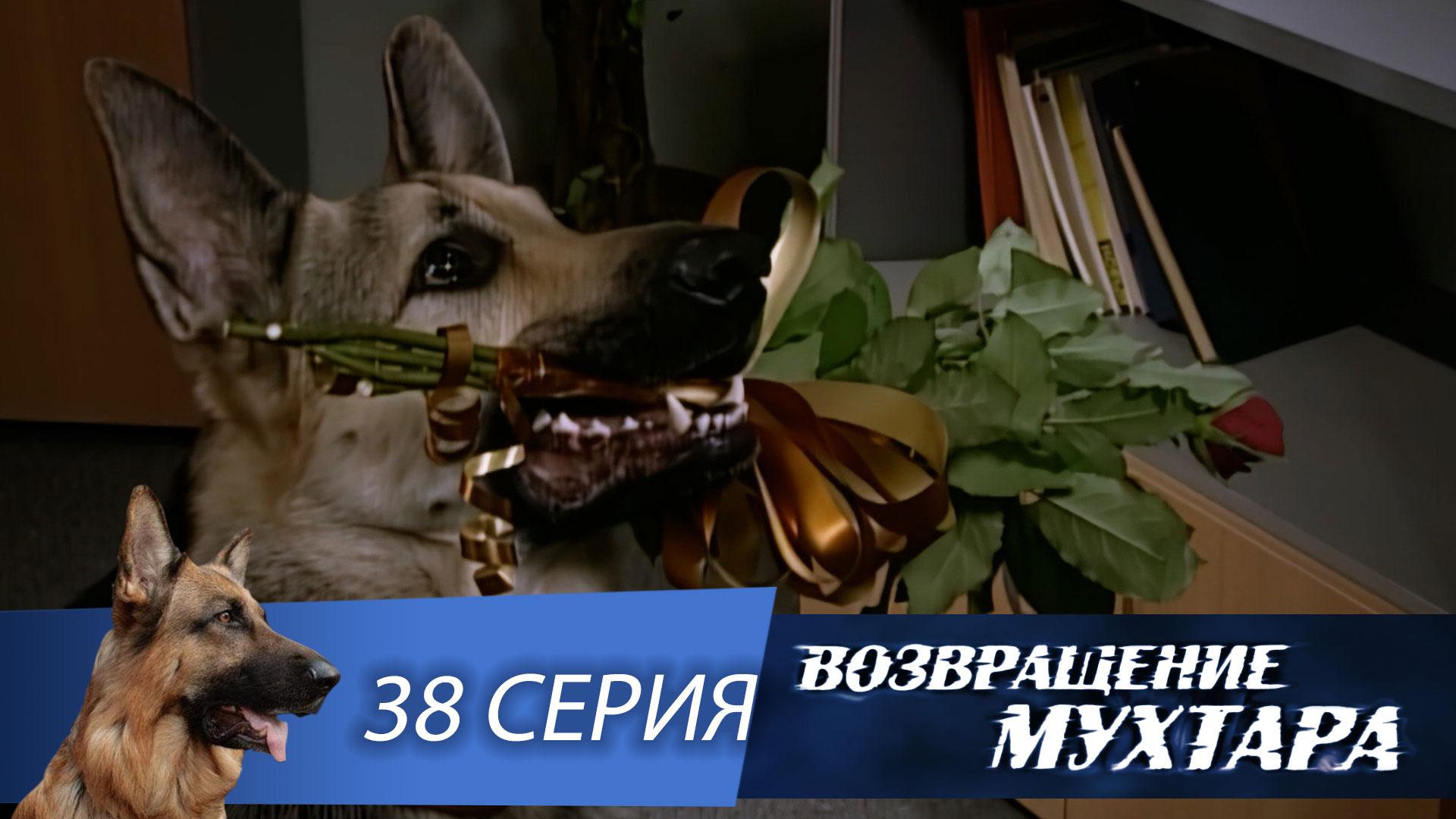 Возвращение Мухтара: ДТП (1 сезон. 38 серия)