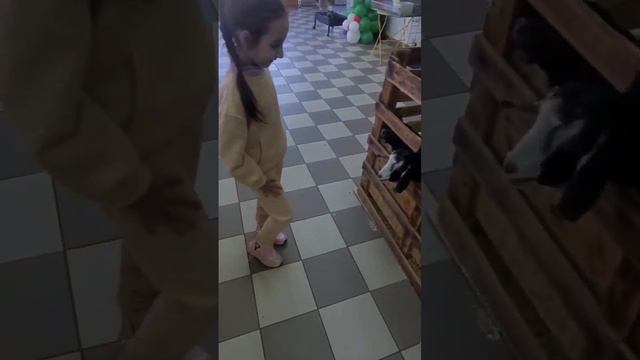 контактный зоопарк смотреть онлайн