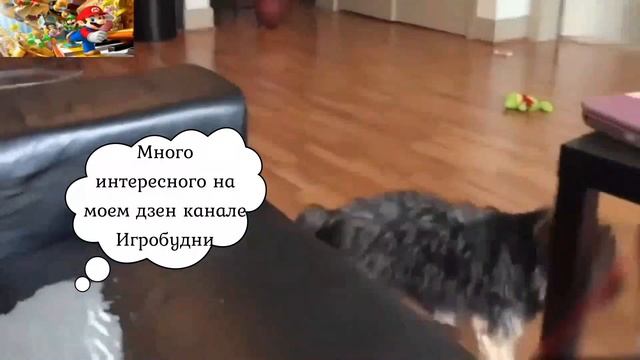Уморительные питомцы!