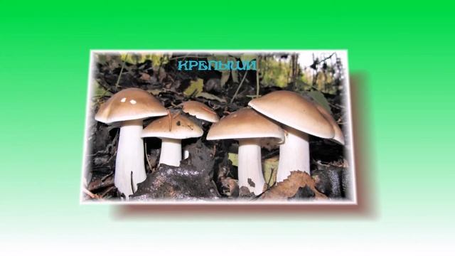 Трофеи тихой охоты 2017 год смотреть онлайн