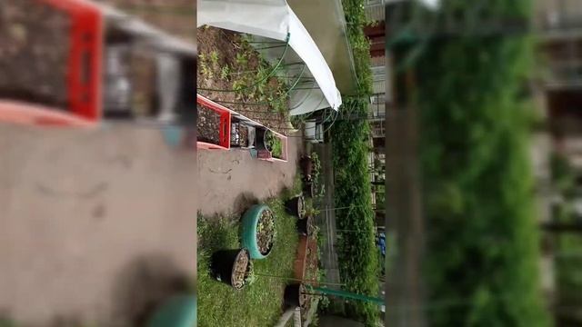 Выращивание сладкого Перца в открытом грунте/Формировка/Уход за перцем