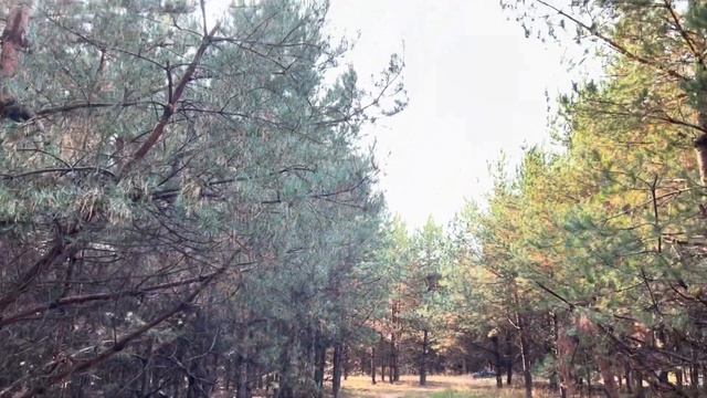 Сажаю голубику сорт Блюкроп, собираю торф, сосновый опад, шишки, иголки в лесу осенью! Лес наше всё