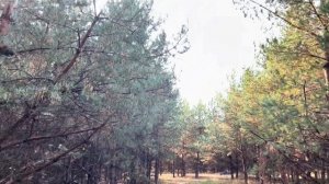 Сажаю голубику сорт Блюкроп, собираю торф, сосновый опад, шишки, иголки в лесу осенью! Лес наше всё