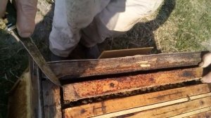 Пасека Лаврова. Идёт ранне-весенний взяток. Расширение пчелосемей