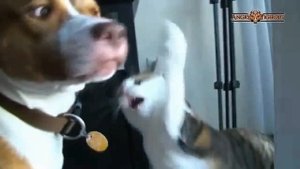 Коты бьют собак (ржач)