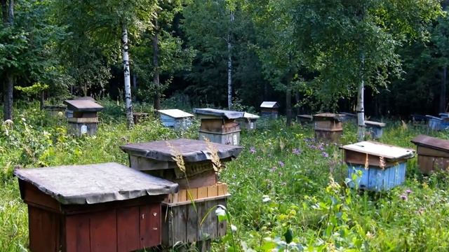 Пасека - Арзамасский район смотреть онлайн