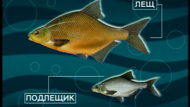 Диалоги о рыбалке -134- Подмосковье , озеро Сенеж, ЛЕЩ.