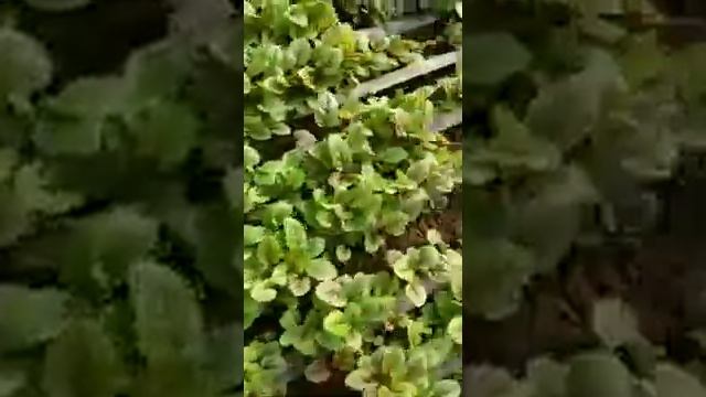 Применение органоминерального удобрения "Полевик" при выращивании салата смотреть онлайн