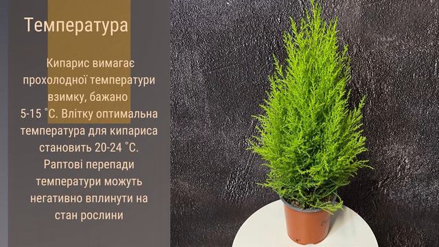 Кипарис  🌹🪴🌺   Секрети догляду за кімнатним красенем!