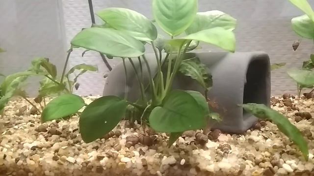 Гурами отнерестились в общем аквариуме. смотреть онлайн