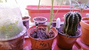 Ёмкостной датчик влажности со звуковым сигналом для растений