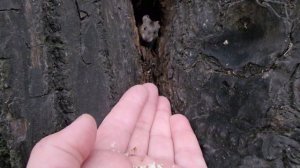 Мышиная семья у меня на ладони