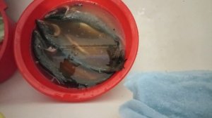 Горбуша горячего копчения! Посол тузлуком!