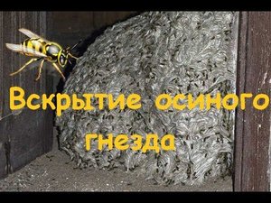 Шок! Вскрываем осиное гнездо под полом на балконе