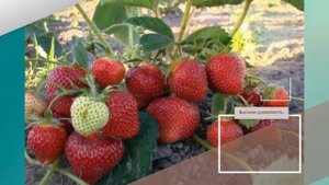 Клубника Розовый Фламинго - описание сорта