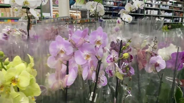 💙💛Сортові ОРХІДЕЇ 🤩 в ЕПІЦЕТРІ, Київ 16.11.2022 🤗перша частина смотреть онлайн