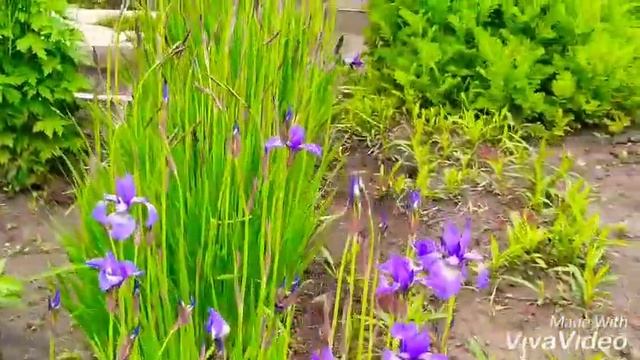 Красивые маки Обзор участка Садовые поделки своими руками