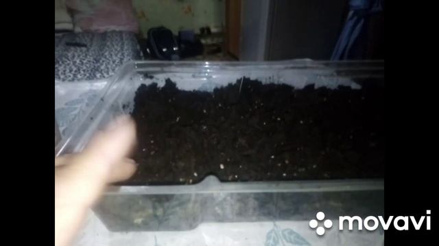 Первый эксперимент по выращиванию гриба синеножка! (Эксперимент не удачный. ? смотреть онлайн