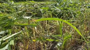 Первый укос Суданской травы 2022 / Трактор Yto X 1304 / Косилка Vicon 3200 с плющилкой!!!