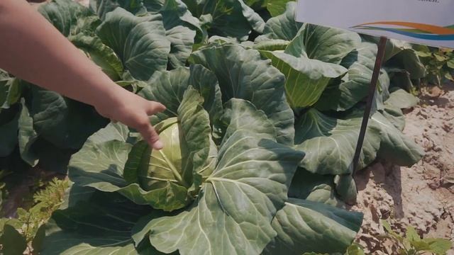 Высокоурожайная капуста - ELLORA смотреть онлайн