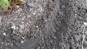 Все Пионы будут в цвету. Если внести в Июне ЭТО под куст. Удобрение для пионов