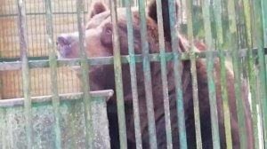 Смотреть Как поймали бурого медведя в клетку