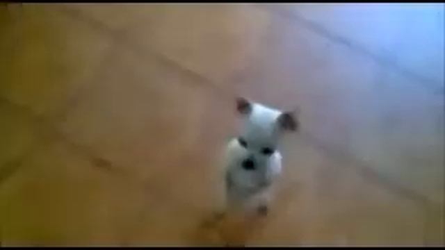 PAQUINI-Bailando Flamenco смотреть онлайн