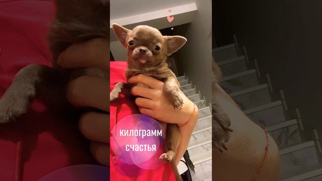 Взвесьте мне килограммчик🥰 #миничихуахуа #фира #chihuahua #собака #dog #юмор #зверьёмоё #таро #крым