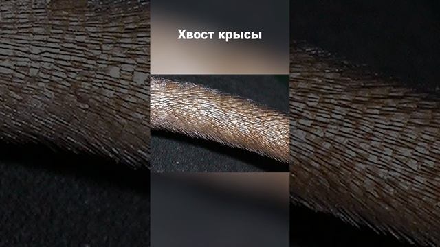 Жуткое явление - крысиный король