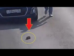 Худющий котенок замерзал на трассе… Когда к нему подошли люди, он был слишком слаб, чтобы убежать