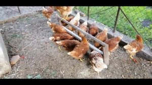 ???ПОКУПКА МОЛОДНЯКА ПТИЦЫ. СТРЕСС У КУР. ГОЛОДОВКА. ЧТО ДЕЛАТЬ?