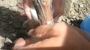 Прививка, окулировка винограда в штамб под кору.grape grafting in stamb