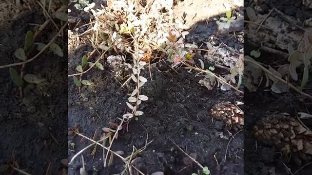 Покраснели листья на клюкве смотреть онлайн