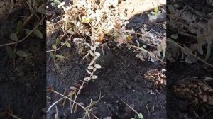 Покраснели листья на клюкве