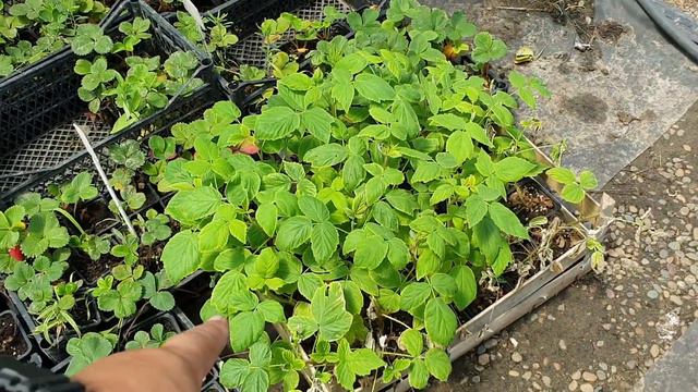 Саженцы ЗКС клубники голубики жимолость и малина.