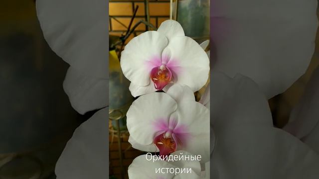 Утро начинаем с красоты!!! #орхидеи #фаленопсис #phalenopsis