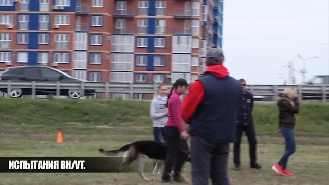 Норматив BH/VT "Собака-компаньон". смотреть онлайн