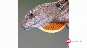 Кубинский анолис