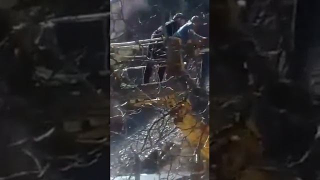 В Kosobe рубят ореховое дерево которому свыше 200 лет 19 03 2017 смотреть онлайн