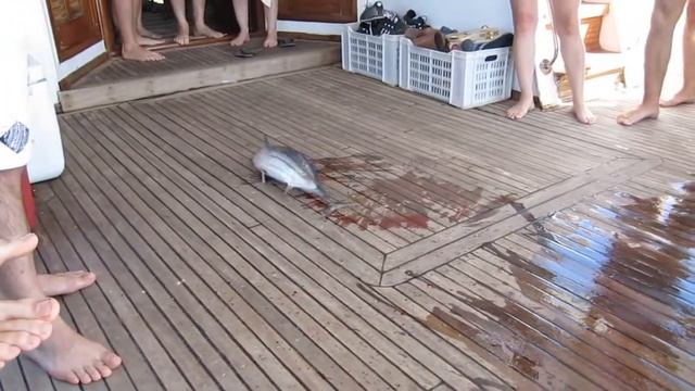 Морская прогулка - Поймали тунца смотреть онлайн