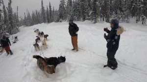 Dog Sledding black spruce dog sledding 2/18/21