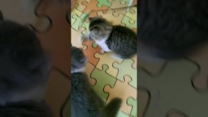 Мой шотландский кот АМУР