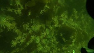 Дайвинг в Баренцевом море. Крабы в Кольском заливе.